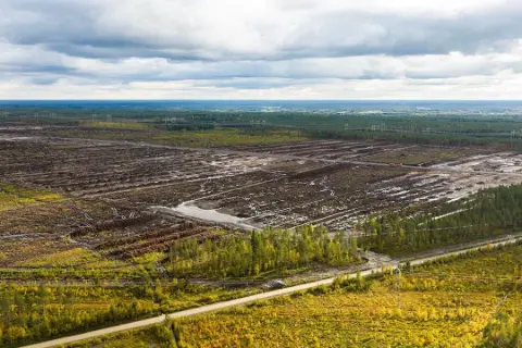 Finlandiya Google'ın veri merkezi alanı için orman temizlemesine cezai soruşturma başlattı