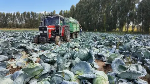 Erciş’te tescilli lahana hasadı başladı