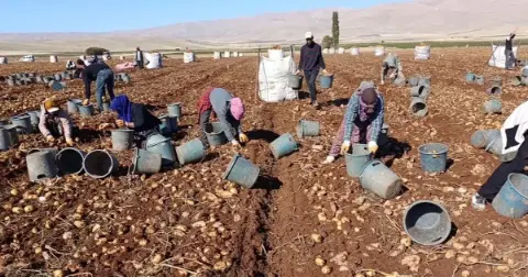 Darende de 20 Bin Ton Patates Rekoltesi Bekleniyor