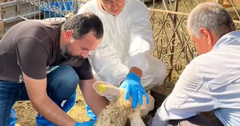 Adana’da koyun ve keçi vebasıyla mücadele: Sahada inceleme başlatıldı