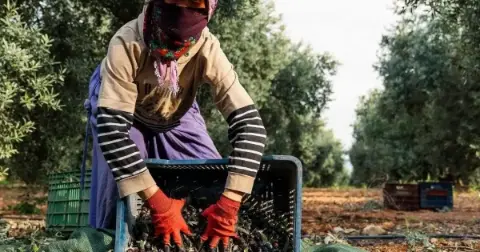 Adana’da zeytin hasadı başladı, üreticiler tarlaya indi