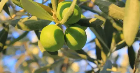 Gemlik’te 1 kilogram yağlık zeytinin maliyeti 58 lira 14 kuruş oldu