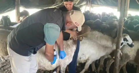 Ceyhan’da hayvan sağlığı için küpeleme ve aşılama seferberliği