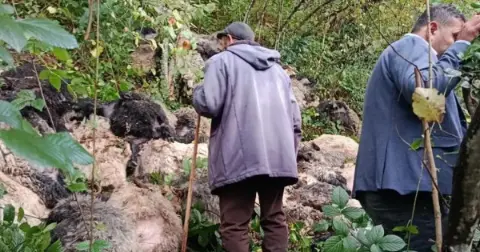 Maçka'da Büyük Kayıp: 184 Koyun Uçurumdan Yuvarlandı