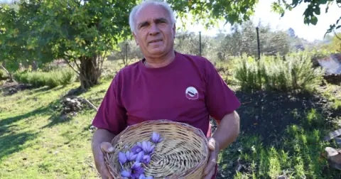 Kozan’da safran hasadı başladı, gramı cep yakıyor