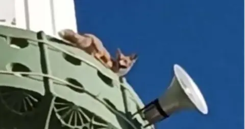 Mersin’de tilkilerden biri minareye, ikisi bahçeye çıktı