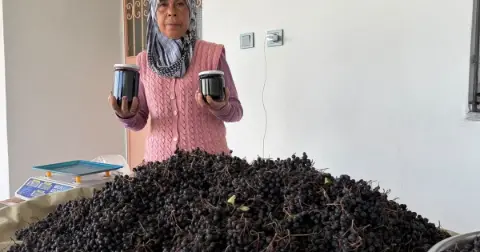 Osmaniye’de yayla bahçesinden aronya hasadı