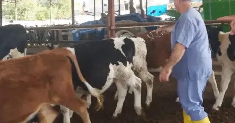 Sarıçam’da şap hastalığına karşı aşılama çalışmaları sürüyor