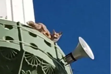 Mersin’de tilkilerden biri minareye, ikisi bahçeye çıktı