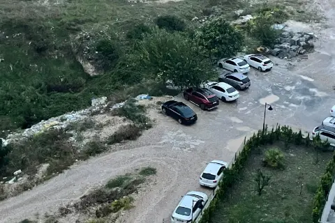 Adana’da zeytin hasadı başladı, üreticiler tarlaya indi