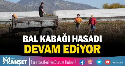 Isparta'da Bal Kabağı Hasadında Verimli Sezon