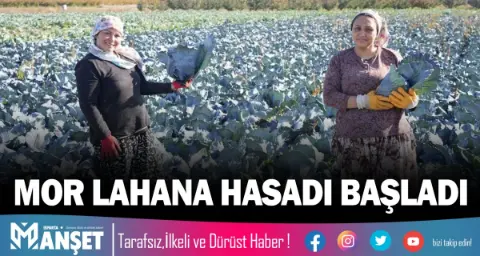 Isparta'da Mor Lahana Hasadı Gerçekleşti