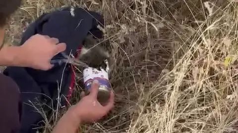 Sokak kedisinin yardımına itfaiye ekipleri yetişti
