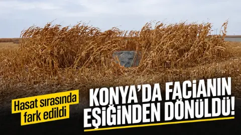 Konya'da facianın eşiğinden dönüldü! Hasat sırasında fark edildi