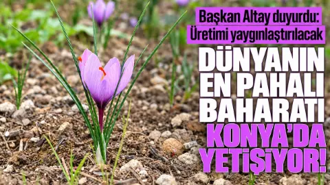 Dünyanın en pahalı baharatı Konya'da yetişiyor! Başkan Altay duyurdu: Üretimi yaygınlaştırılacak