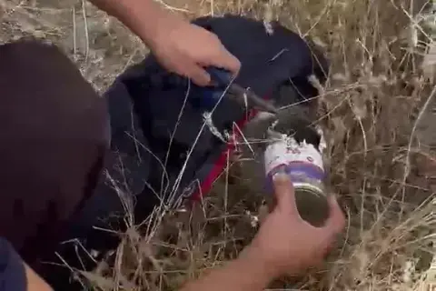 Kapıdağ’da Genç Pinalar Görüntülendi