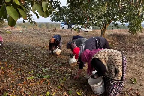 Büyükbaş Hayvanlara şap Ve Brucella Aşısı Yapıldı