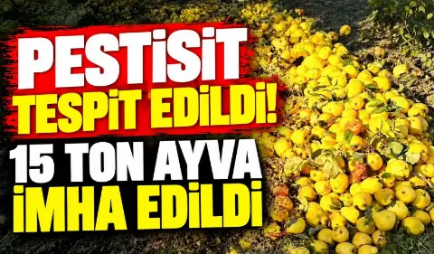 Vatandaşa yedireceklerdi! 15 ton ayva imha edildi