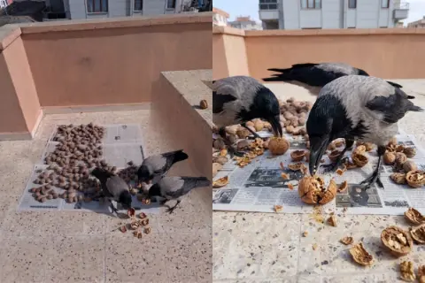 Şanlıurfa’da Kahramanmaraş’tan Gelen Cevizler Buhar Oldu: Hırsızlığın Altından Karga Çıktı!