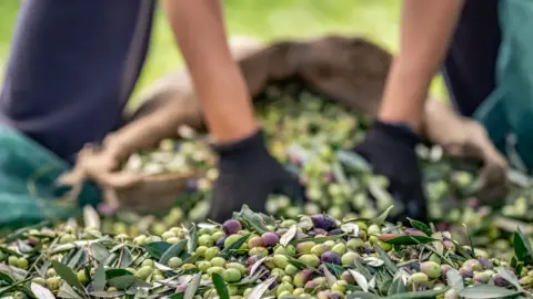 Zeytin ve zeytinyağı sektörü ihracatta zorlu bir sezona giriyor